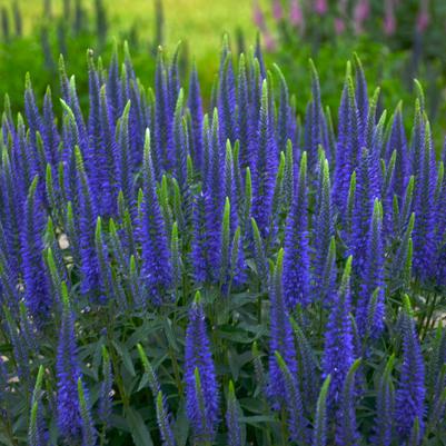 Veronica hybrid Magical Show® 'Wizard of Ahhs'