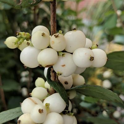 Symphoricarpos doornsbosii Magical® Avalanche