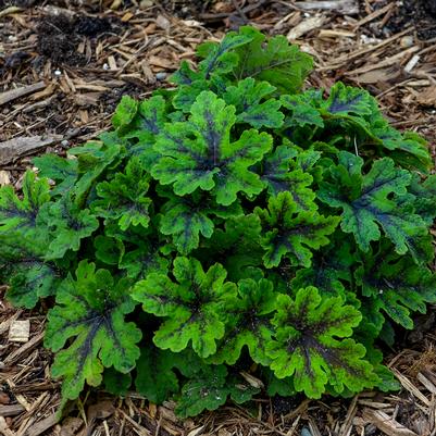 Tiarella 'Fingerpaint'