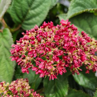 Hydrangea arborescens Invincibelle® Invincibelle® Ruby