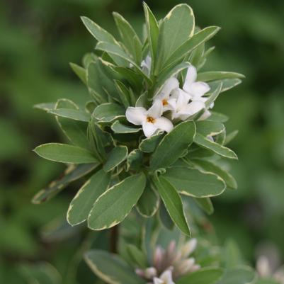 Daphne x transatlantica 'Summer Ice'