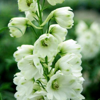 Delphinium Guardian White