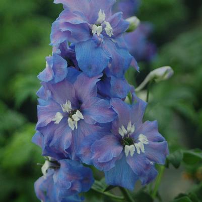 Delphinium Guardian Blue