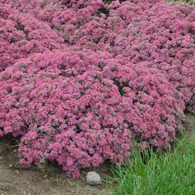 Sedum hybrid Rock 'N Grow® Rock 'N Grow® Popstar