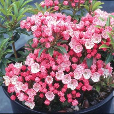 Kalmia lat. 'Tiddlywinks'