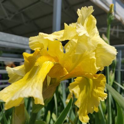 Iris germanica Pleasant Peasant