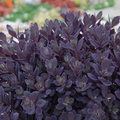 Sedum SunSparkler® Plum Dazzled