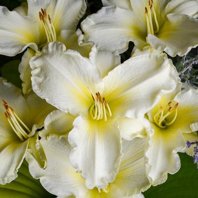 Hemerocallis 'Sunday Gloves'