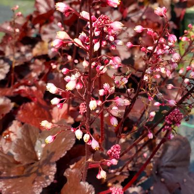 Heuchera Forever® Red