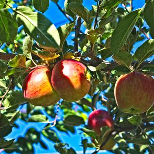 Malus domestica 'Northern Spy'