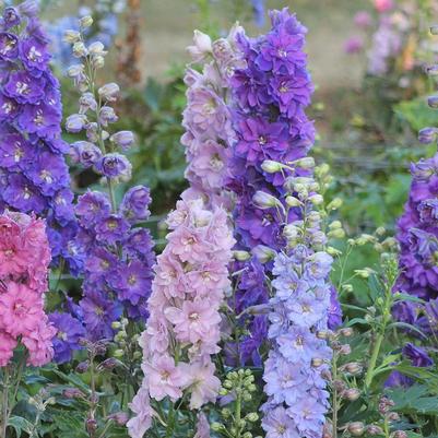 Delphinium x NEW MILLENNIUM™ 'Mini Stars'