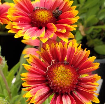 Gaillardia Spintop Orange Halo