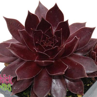 Sempervivum Chick Charms® Chocolate Kiss™