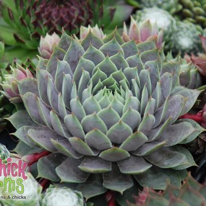 Sempervivum Chick Charms® Berry Blues™