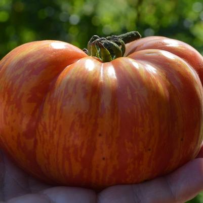 Tomato 'Mr. Stripey'