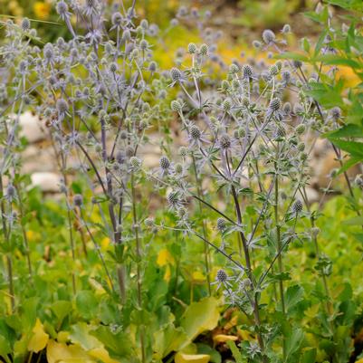 Eryngium planum Blue Glitter