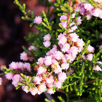 Calluna vulgaris 'H.E. Beale'