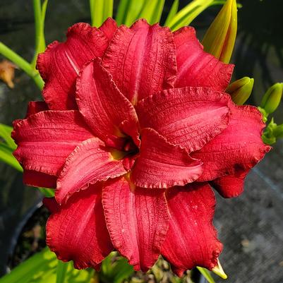 Hemerocallis 'Double Pardon Me'