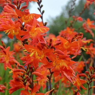 Crocosmia 'Prince of Orange'