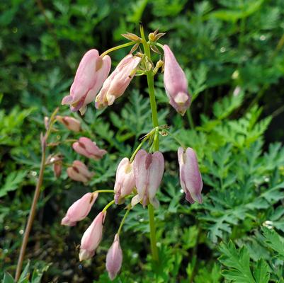 Dicentra eximia 