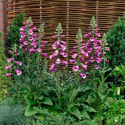 Digitalis purpurea 'Dalmation Purple'