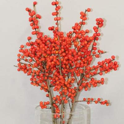 Ilex verticillata Magical® Showtime