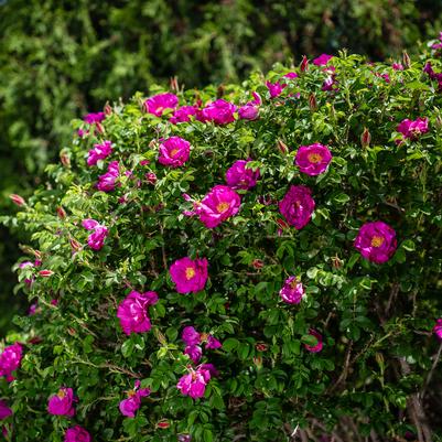 Rosa rugosa Lotty's Love™
