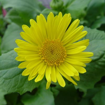 Doronicum orientale Leonardo™ Compact