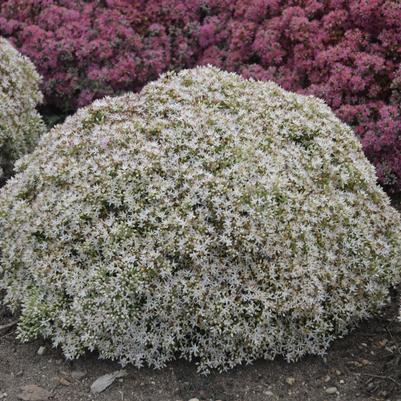 Sedum hybrid Rock 'N Grow® Rock 'N Grow® Bundle of Joy