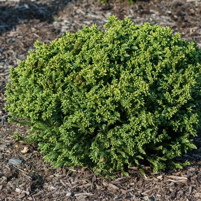 Cryptomeria japonica Dragon Prince™