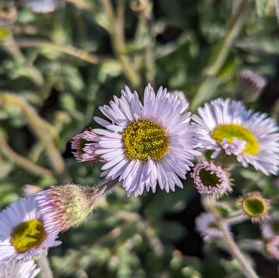 Erigeron pulchellus var. pulchellus 'Lynnhaven Carpet'