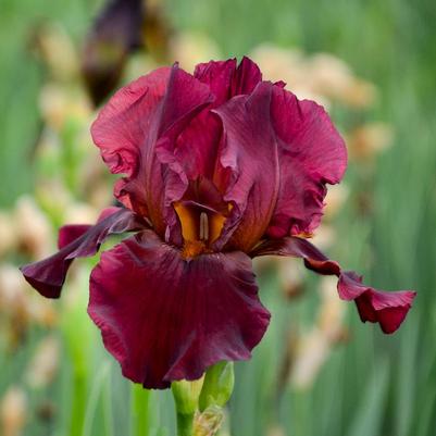 Iris germanica 'Bernice's Legacy'