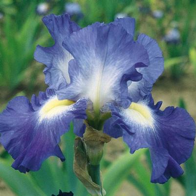 Iris germanica 'City Lights'