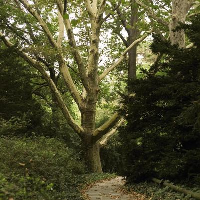 Platanus x acerifolium 'Bloodgood'