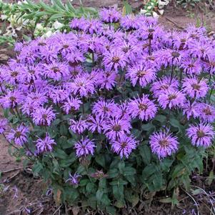 Monarda Sugar Buzz® 'Blue Moon'