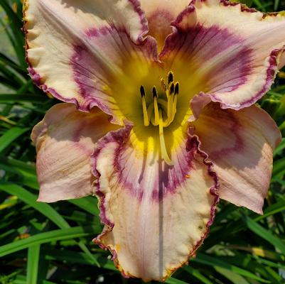 Hemerocallis 'Handwriting on the Wall'