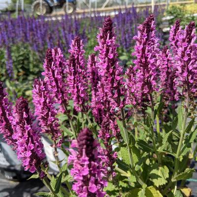 Salvia nemerosa 'Pink Profusion'