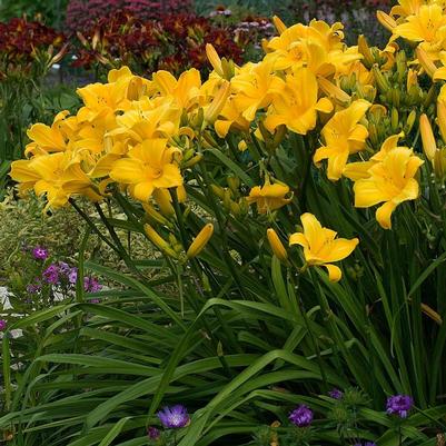 Hemerocallis 'Buttered Popcorn'