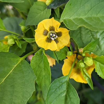 Tomatillo 'Tamayo'