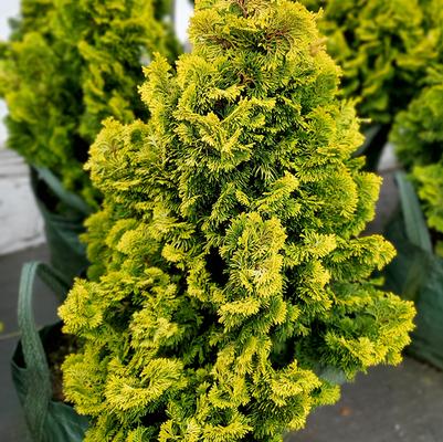 Chamaecyparis obtusa 'Nana Lutea'