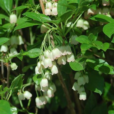 Enkianthus campanulatus 