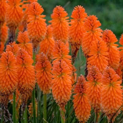 Kniphofia Pyromania® Pyromania® 'Orange Blaze'