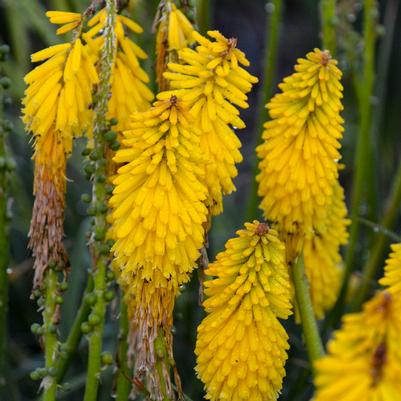 Kniphofia Pyromania™ Pyromania™ 'Solar Flare'