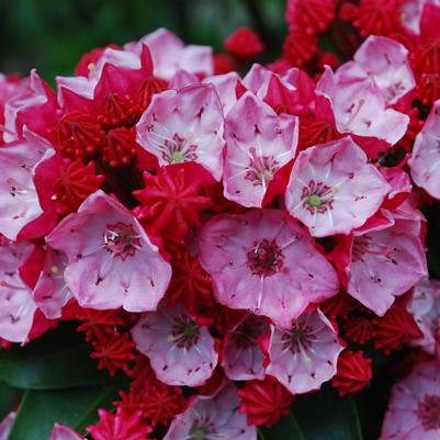 Kalmia latifolia 'Firecracker'