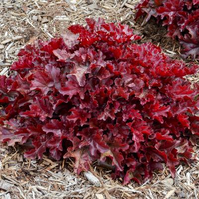 Heuchera hybrid Dolce® Dolce® 'Cherry Truffles'