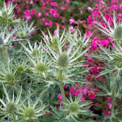 Eryngium x zabelii 'Big Blue'