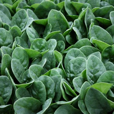 Spinach 'Seaside'