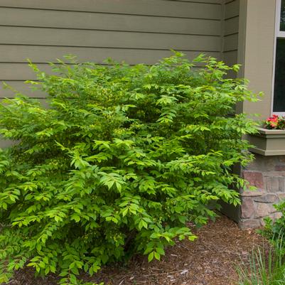 Euonymus alatus Compactus