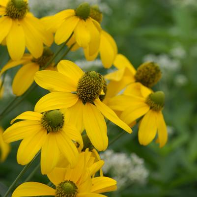 Rudbeckia lacinata 'Autumn Sun'