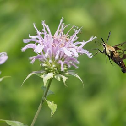 Monarda fistulosa 